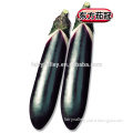 Hybrid Black seeds for growing-Orient Eggplant Crown